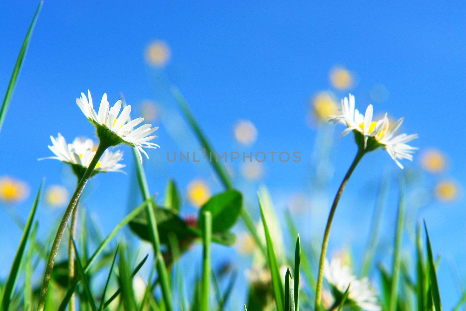 beautiful spring flowers against a blue sky