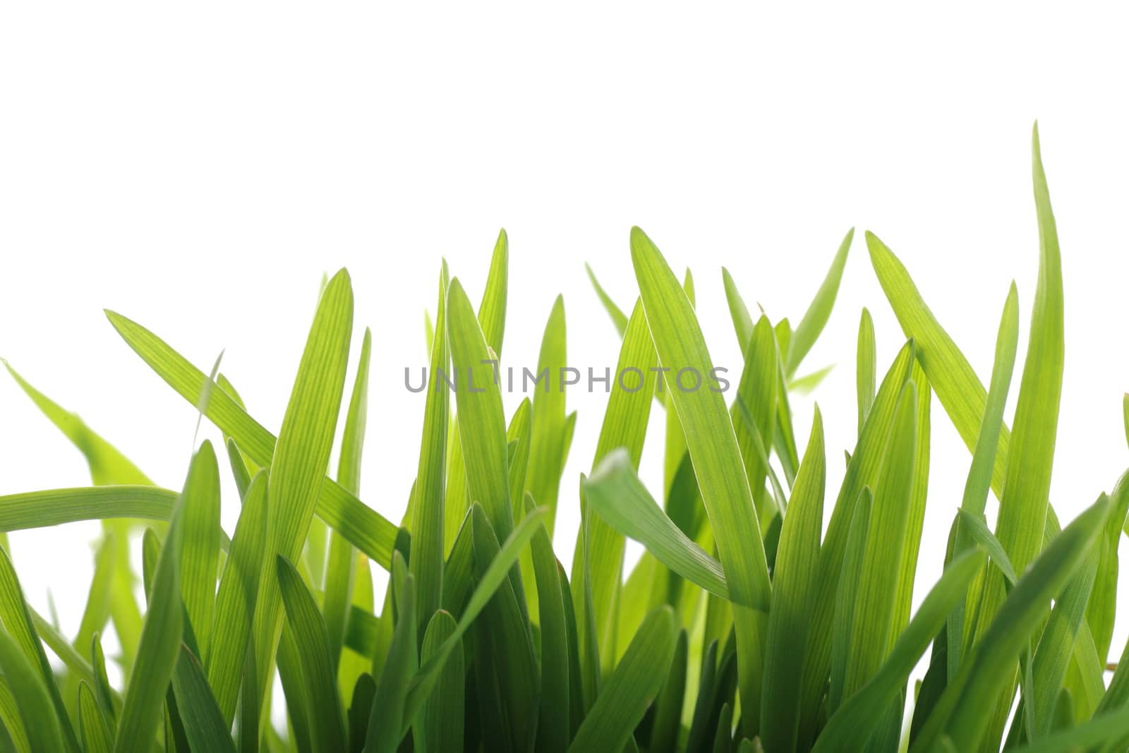 close up of vivid fresh green grass