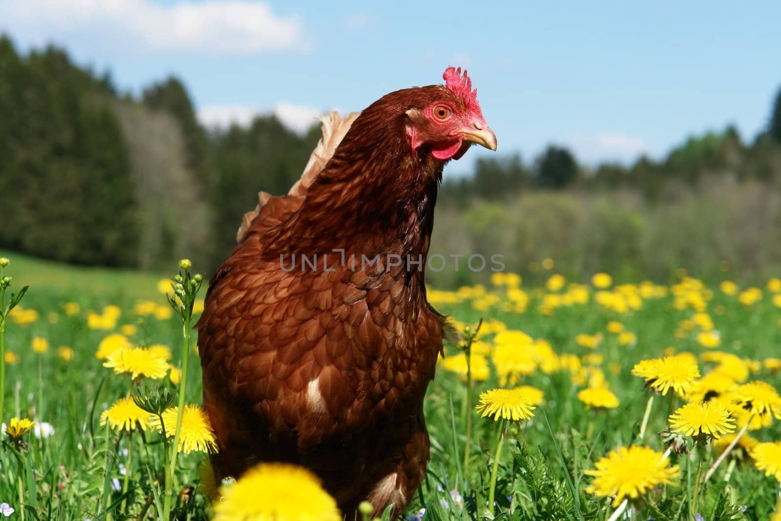 Hen outside in the meadow at springtime