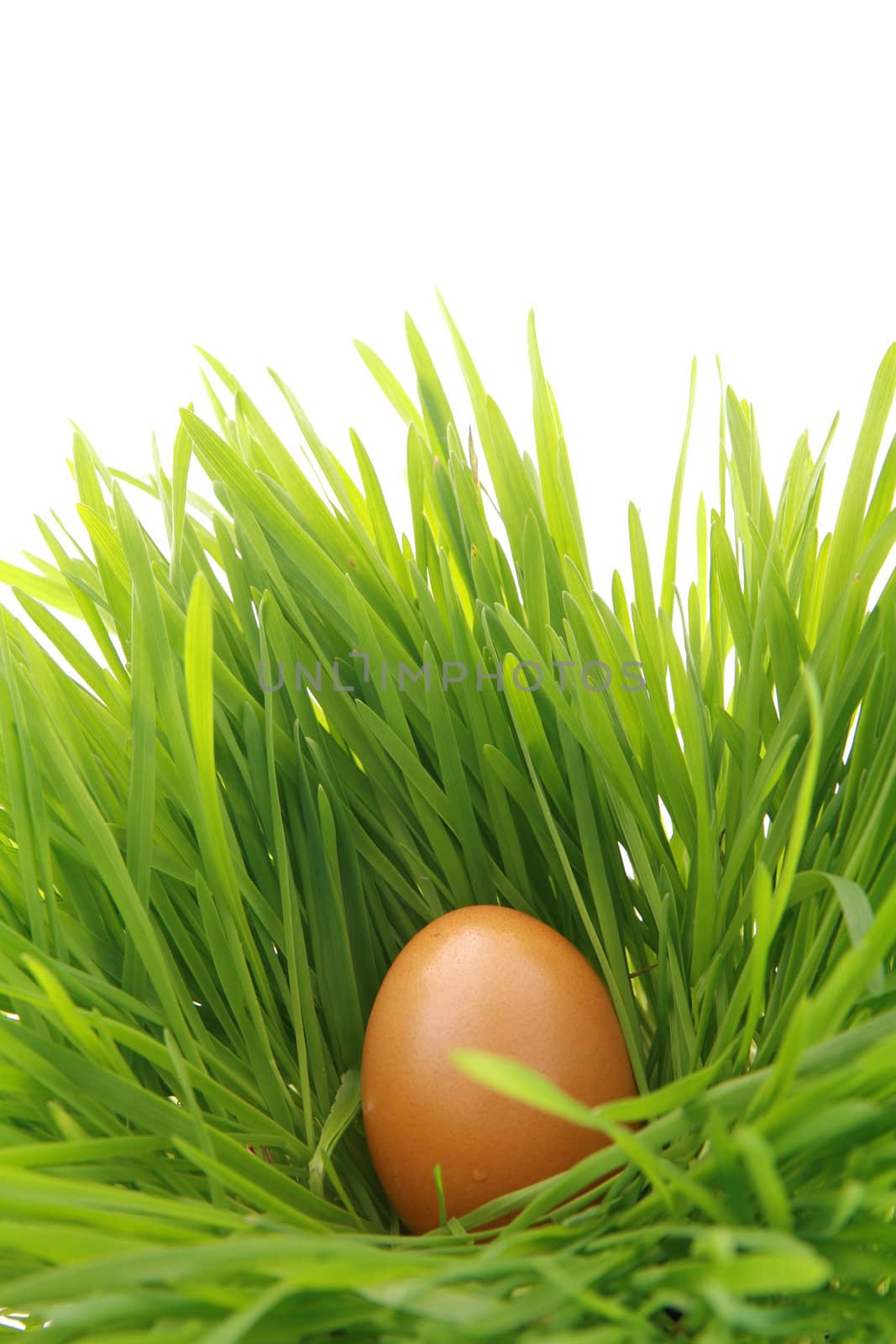 a easter nest with egg in the grass...........