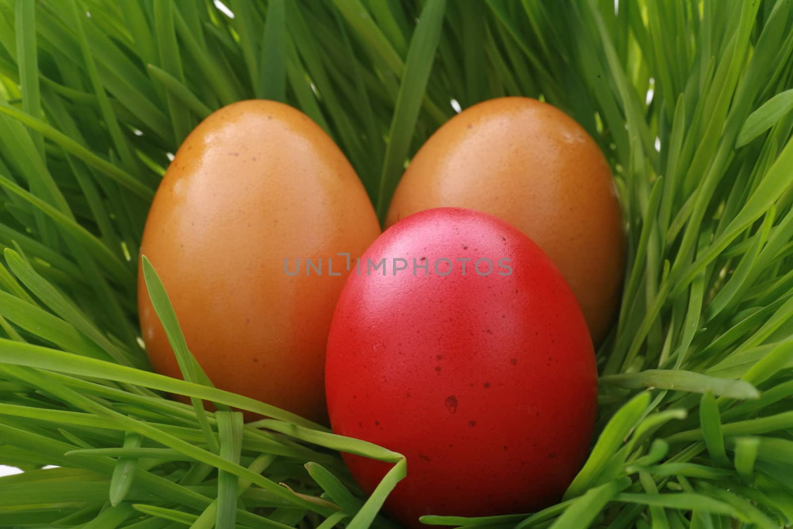 a easter nest with egg in the grass...........