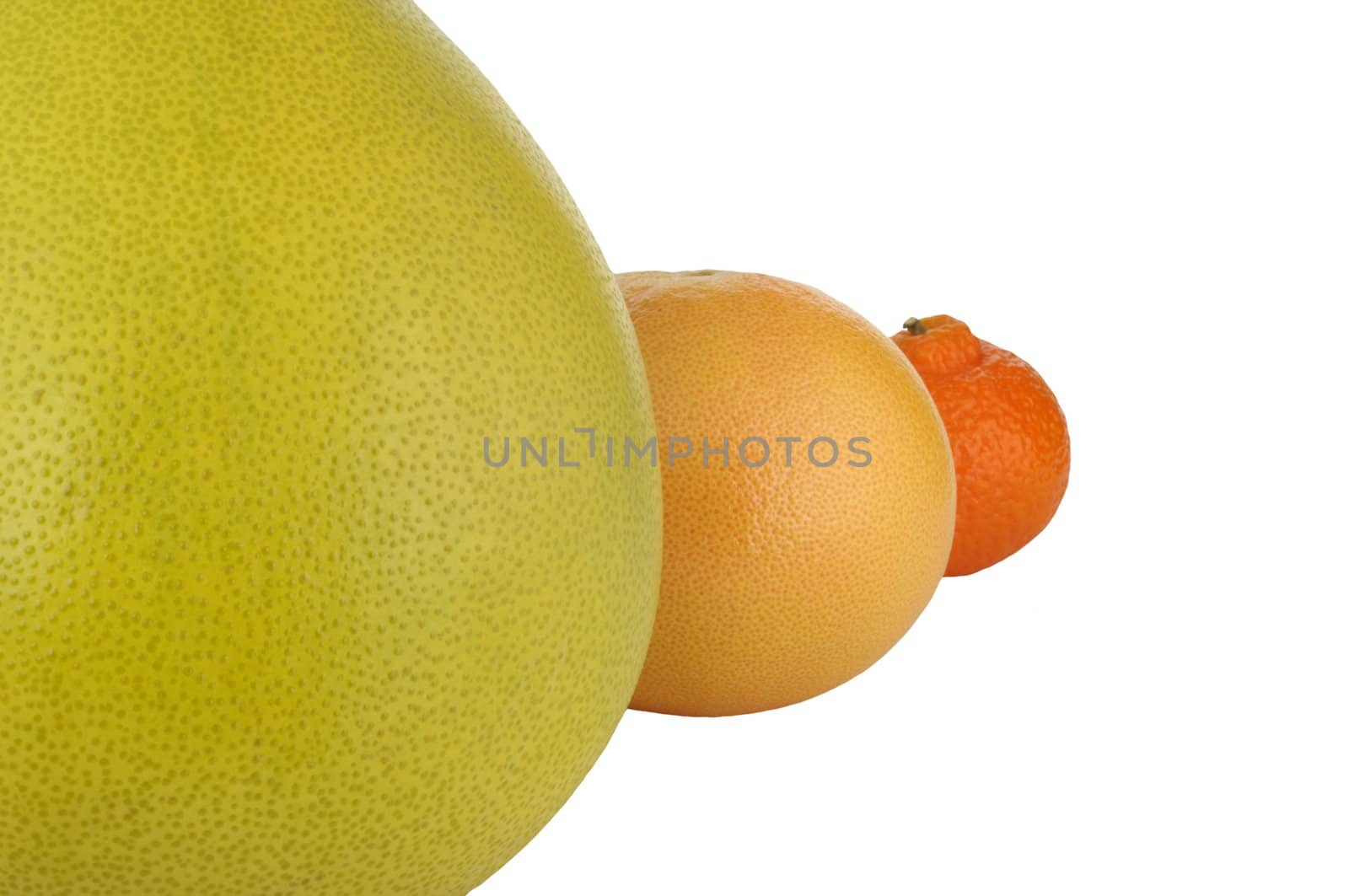 citrus fruits in a row