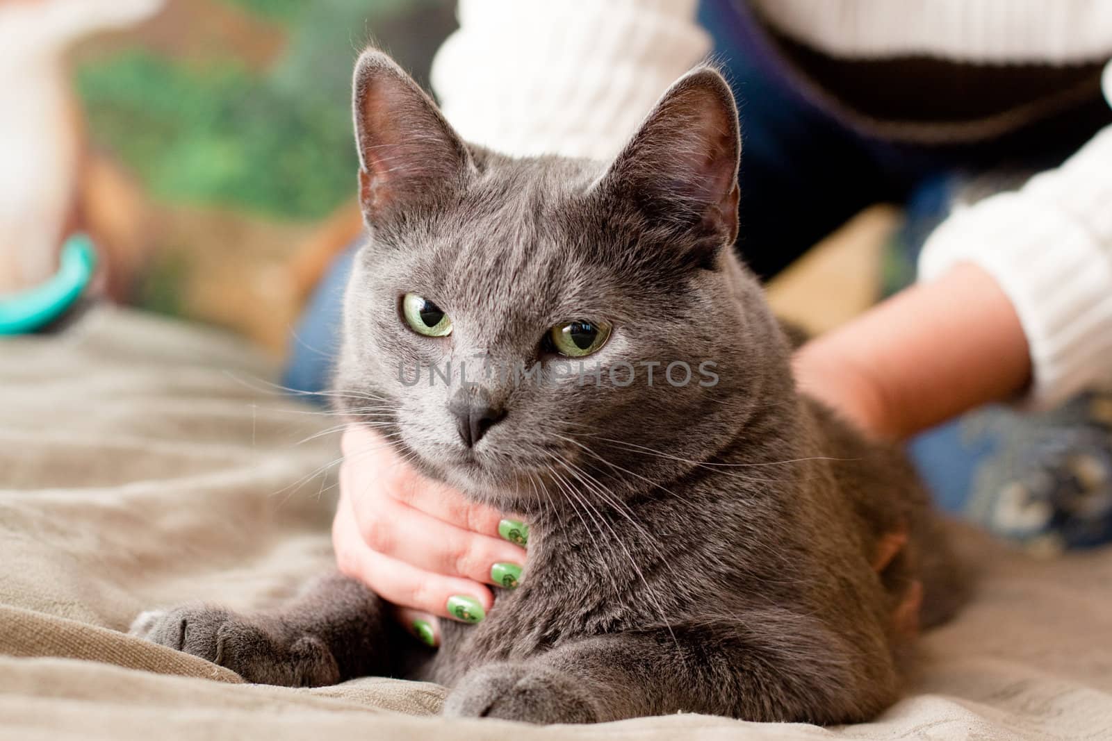 A gray cat and a women hand
