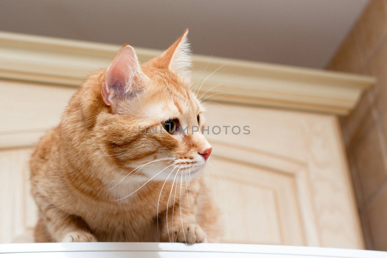 A young ginger tabby cat on kitchenl cupboard
