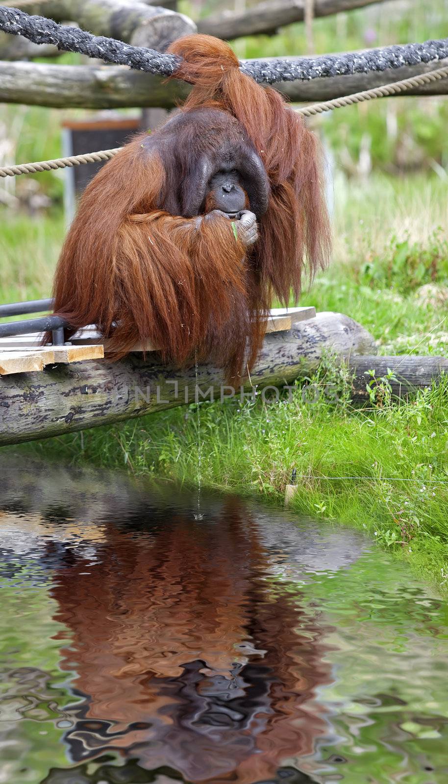 Orangutan sitting on a bridge, peeing in the water