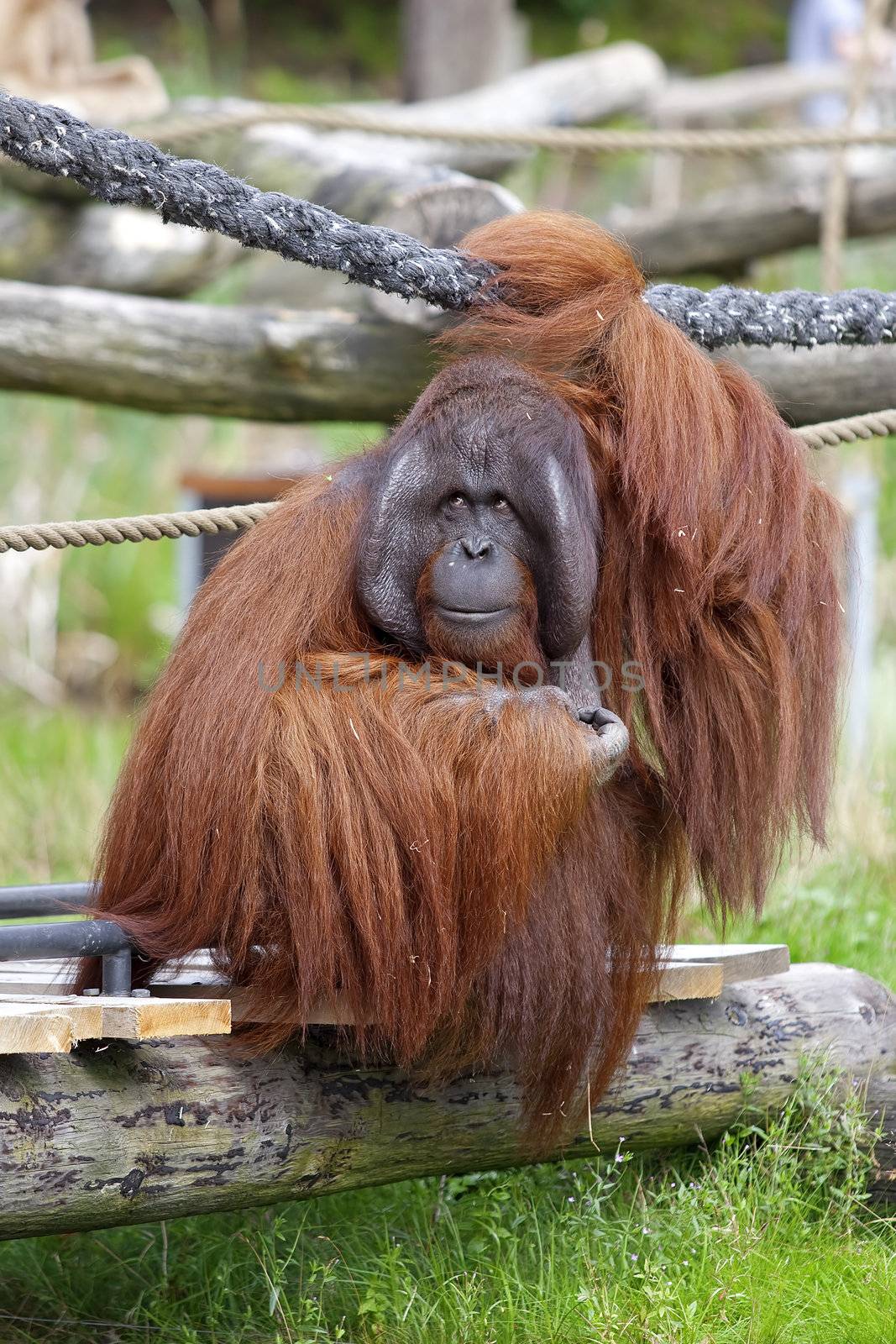 Orangutan sitting on a bridge in a rehabilitation centre