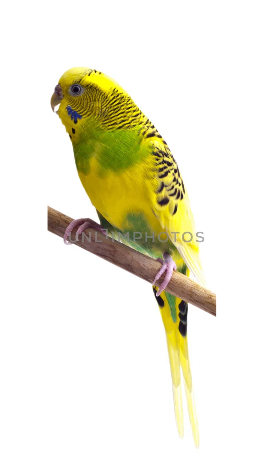 Yellow and green budgie