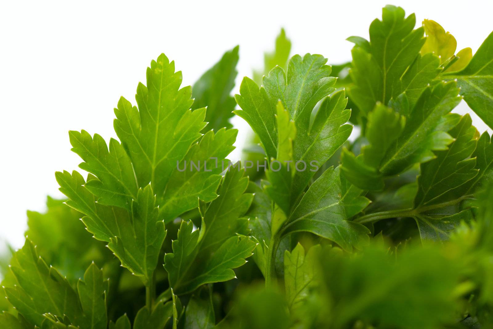 Macro view of fresh green parsley leaves