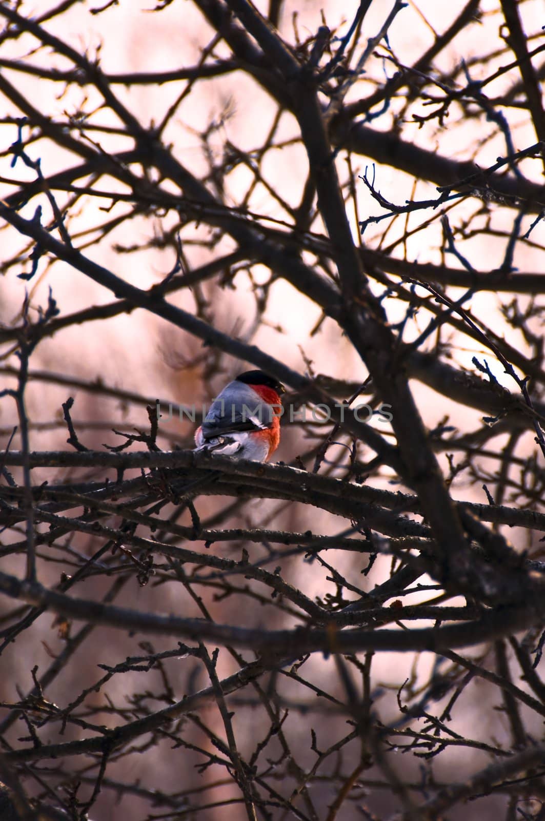 A red  bird surrounded by curving branches