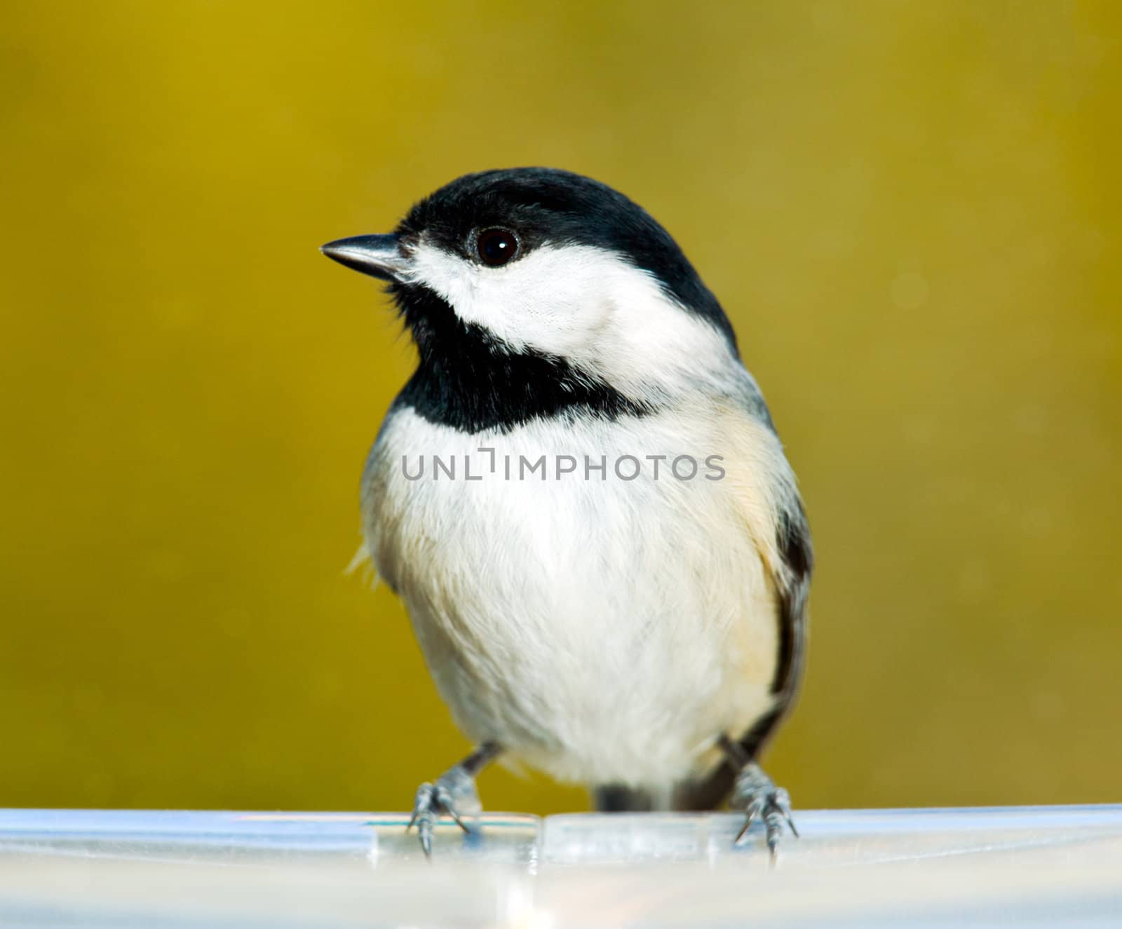 Black capped chickadee on feeding tray by steheap