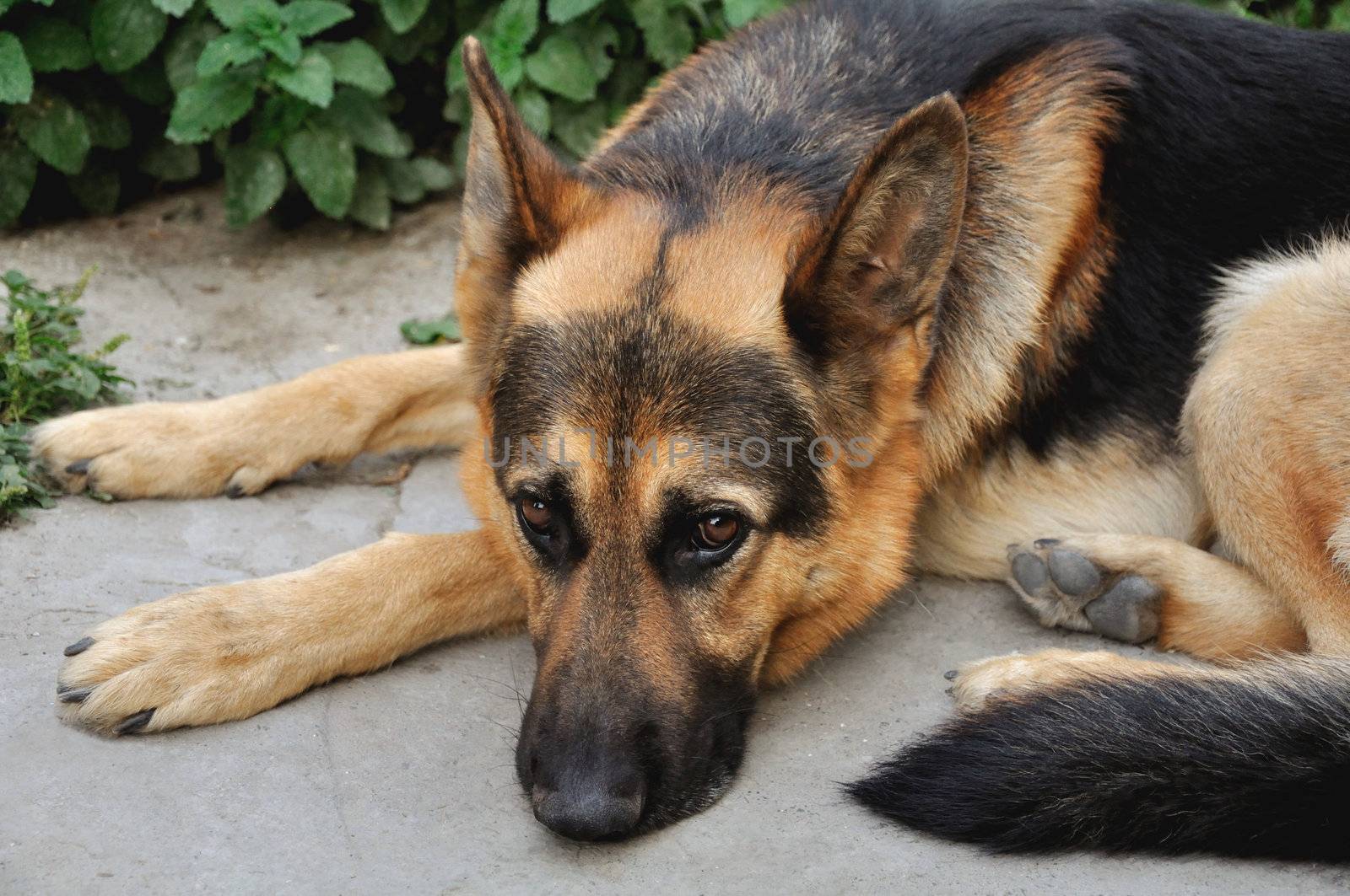 German Shepherd dog lying on the backyard