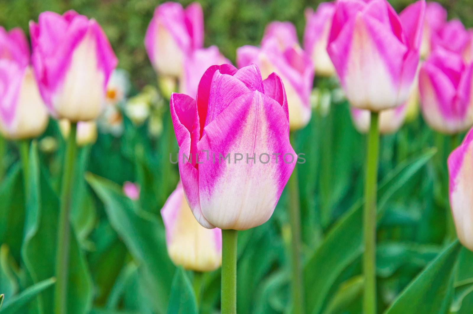 Beautiful pink tulips in the spring field.