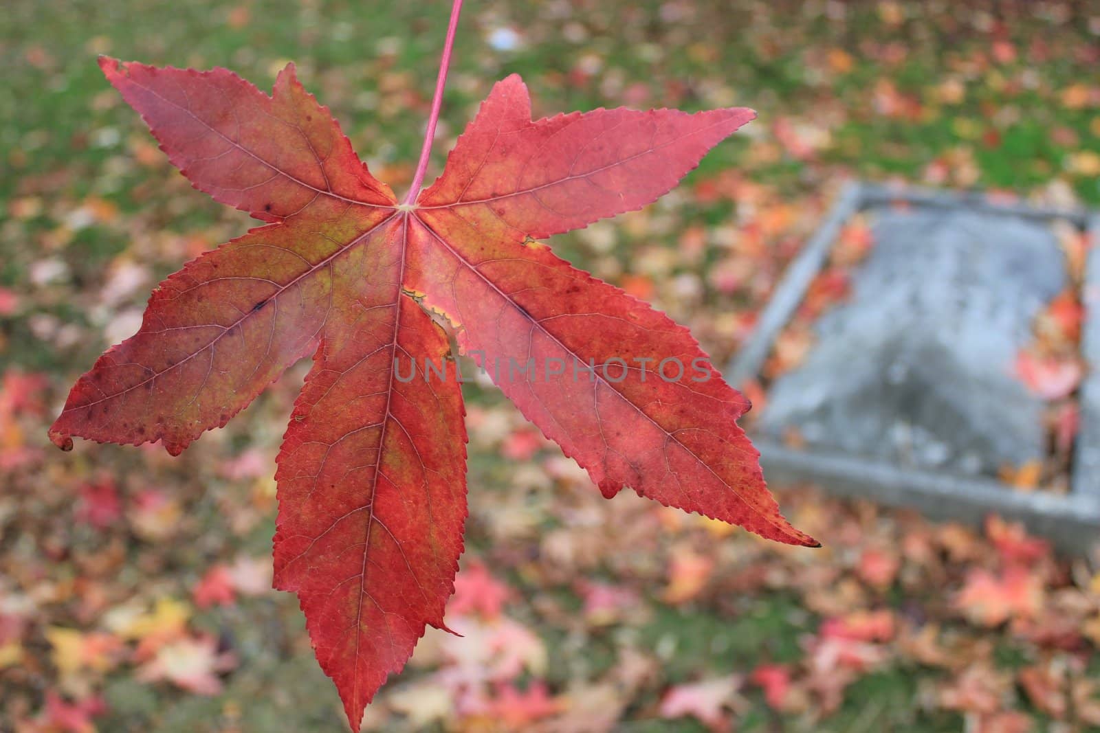 Tombstone and autumn leaf by Elenaphotos21