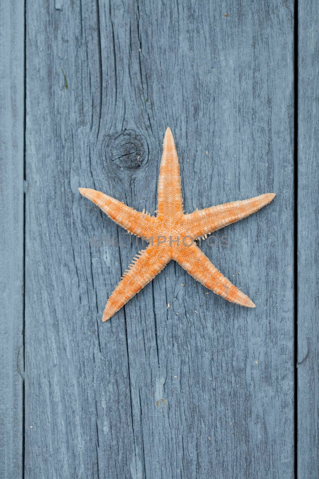 starfishs on blue wood