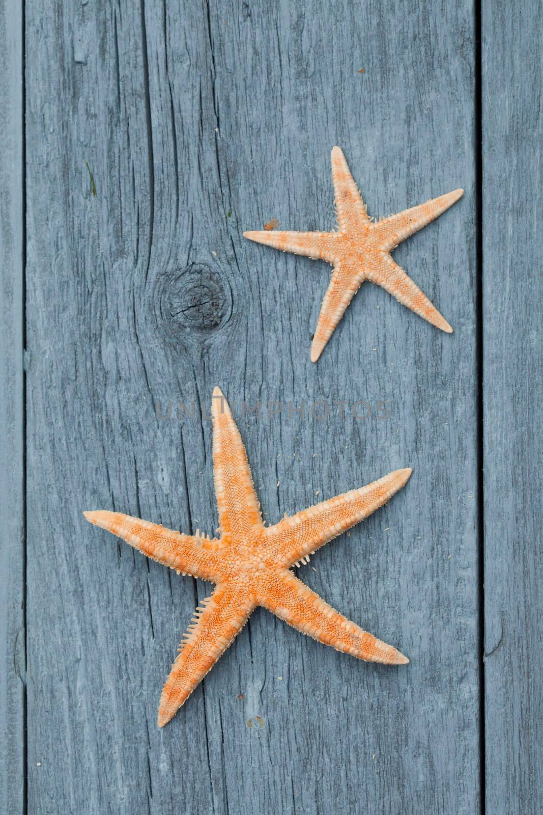 Two starfishs on blue wood