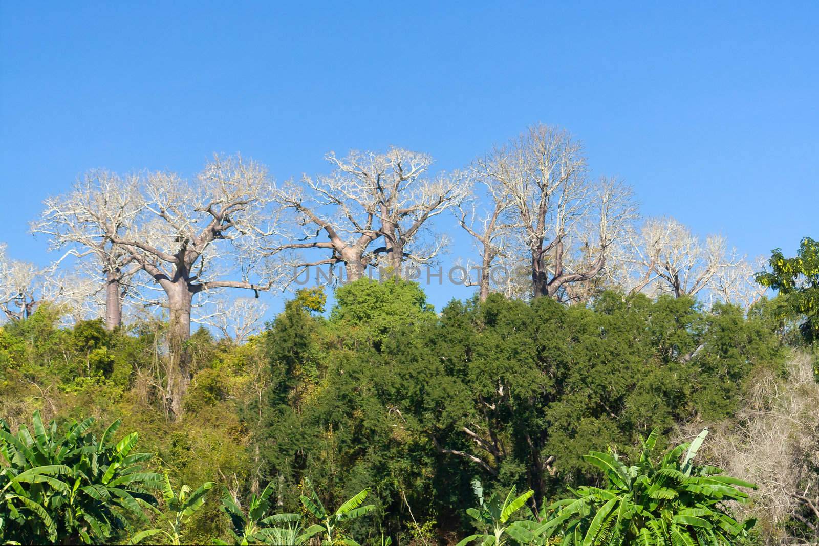 Baobabs endemic to Madagascar by the river Tsiribihina