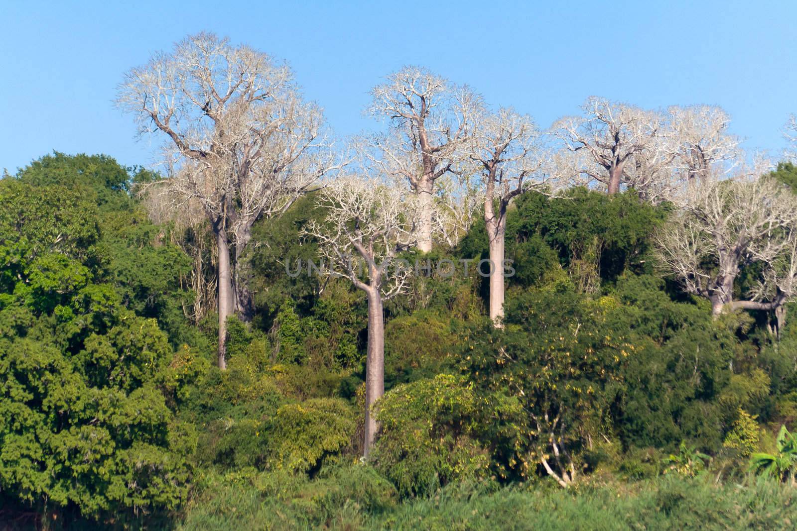 Baobabs endemic to Madagascar by the river Tsiribihina