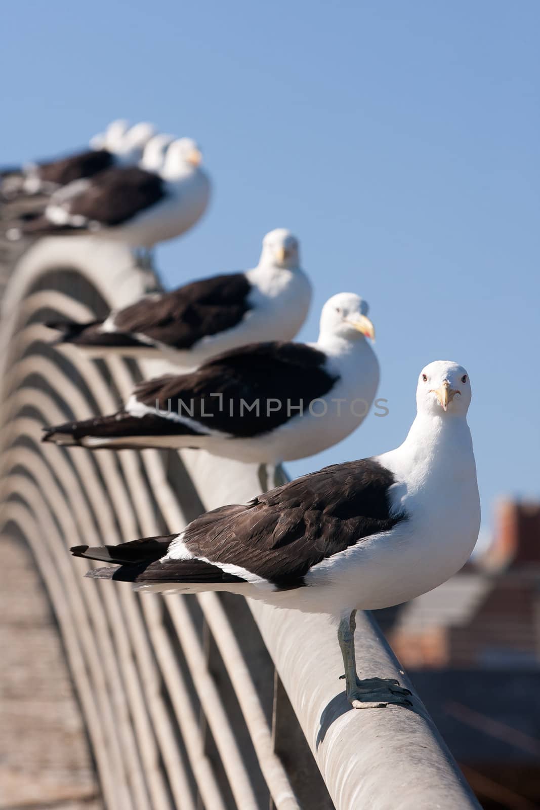 Aligned group of seagulls on the railing of a bridge