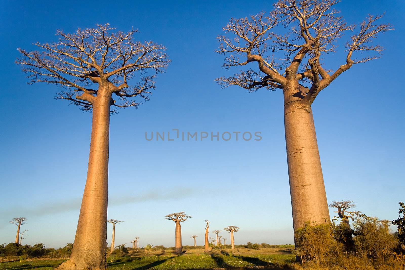 Baobabs trees from Madagascar in the savannah of Madagascar