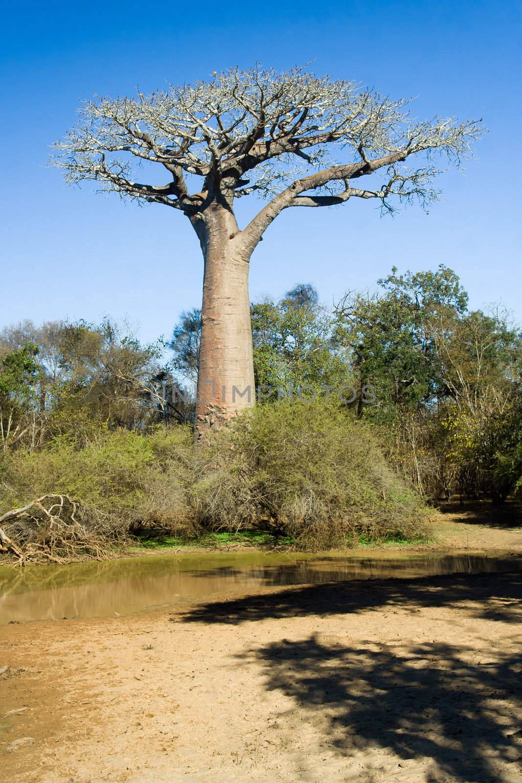 Baobabs tree in the savannah of Madagascar