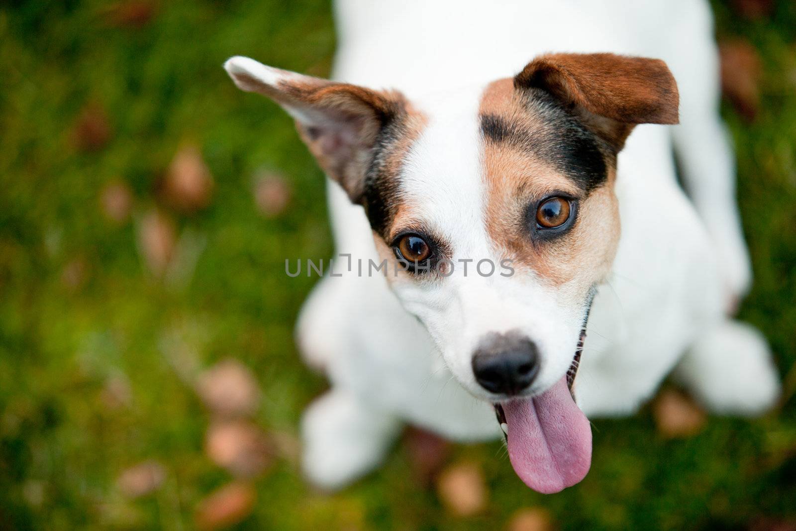 Jack Russell Terrier on the grass