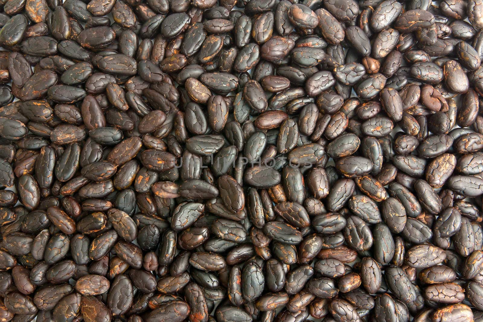 Raw cocoa beans background