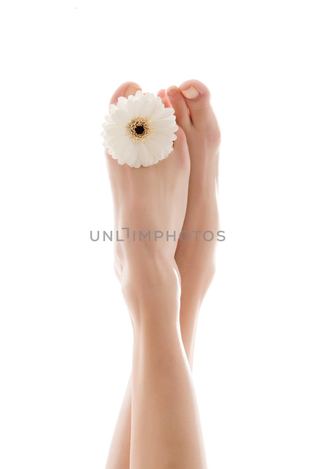 White Gerbera feets by DNFStyle