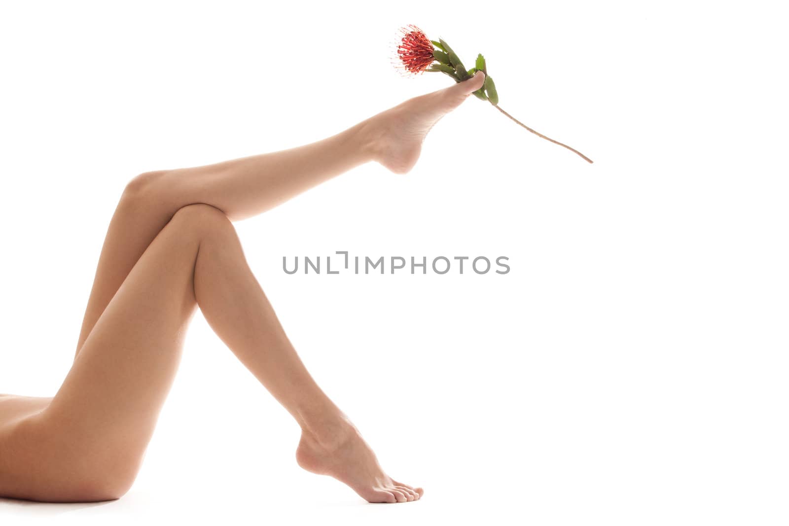 Long legs and the rose by DNFStyle