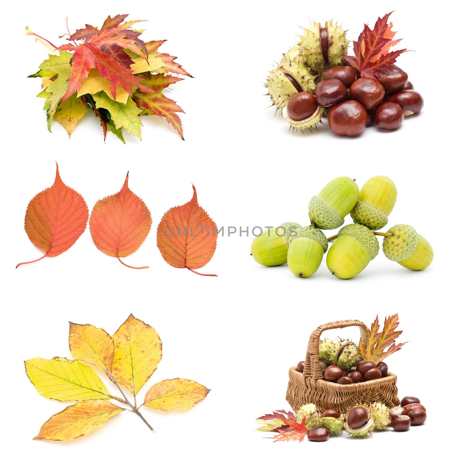 Collage from different autumn leaves, chestnuts and acorns by miradrozdowski