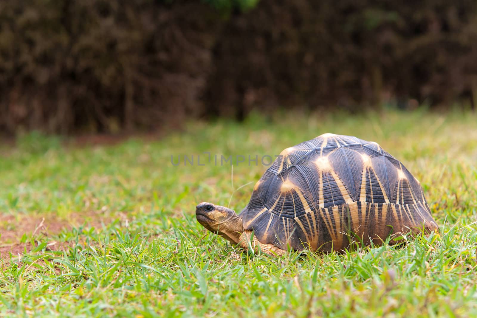 The radiated tortoise, endemic turtle from south of Madagascar