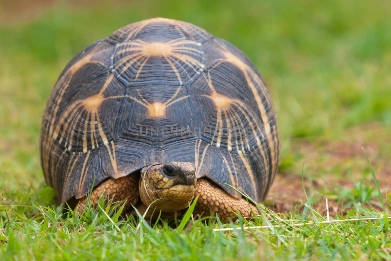 The radiated tortoise, endemic turtle from south of Madagascar