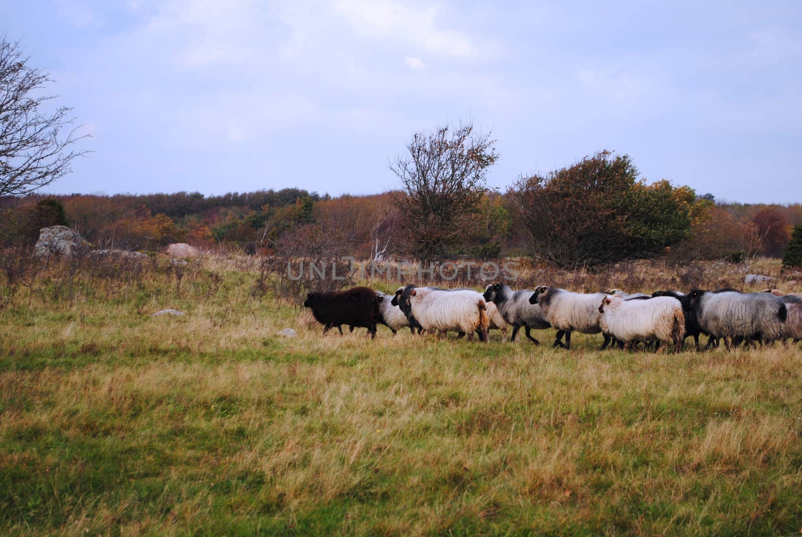 A flock of sheep.