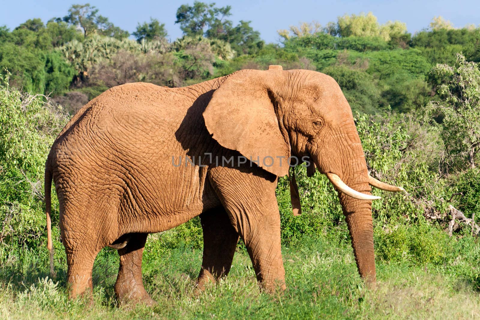 Elephant in the african savannah