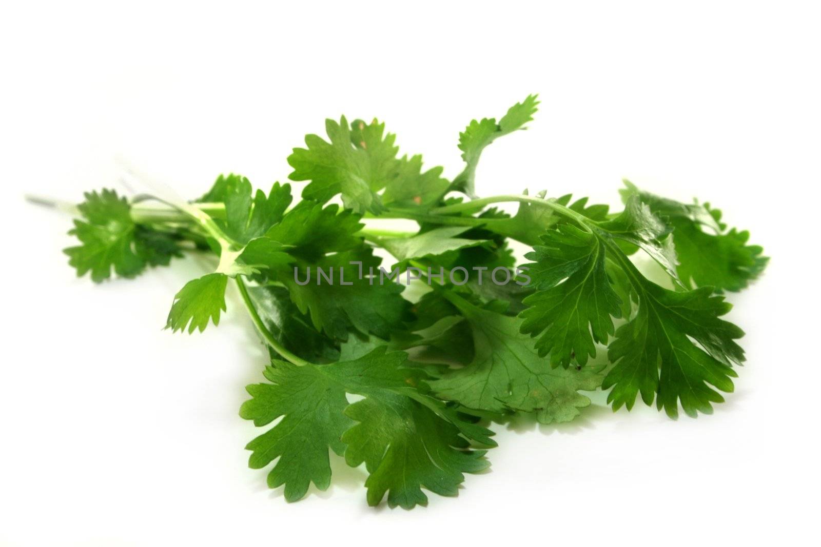 fresh coriander on a white background