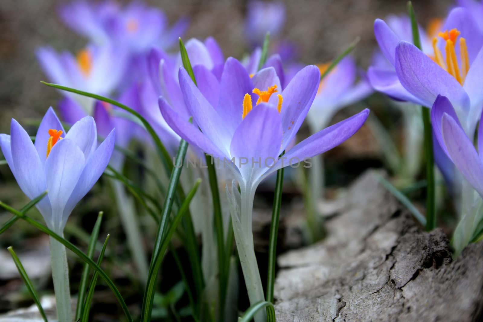 Close-up of crocuses in a flower meadow