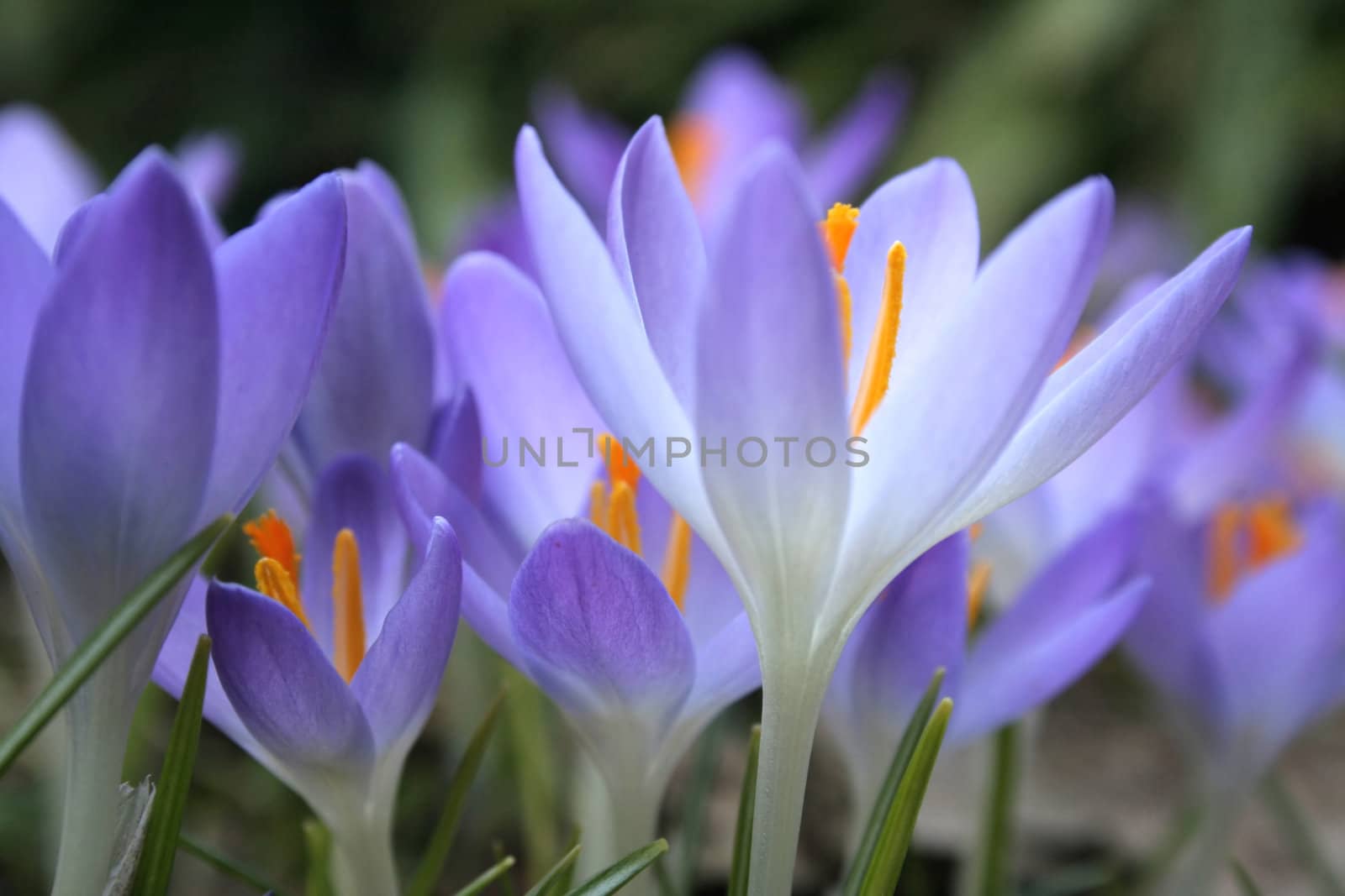 Crocus by silencefoto