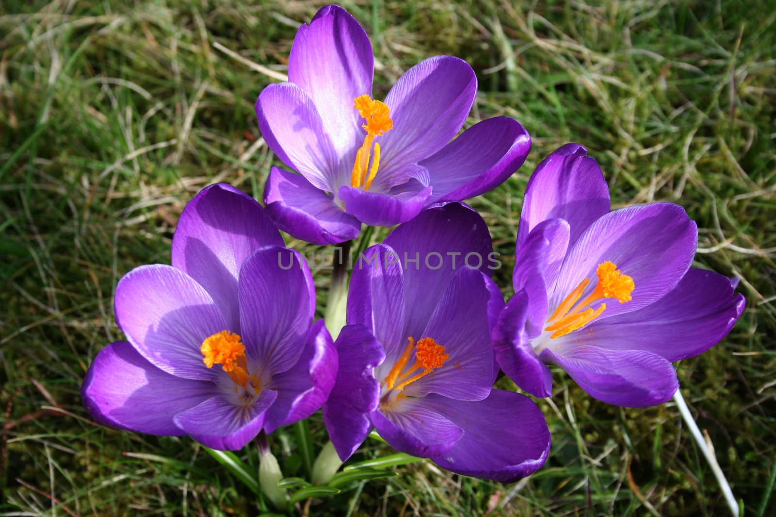 Several crocuses on a lawn