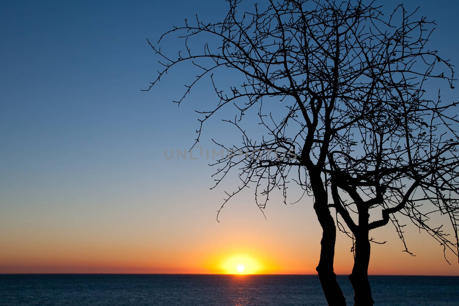 Sunset at the seaside with a tree silhouette