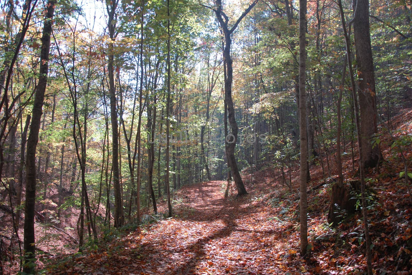 A hiking trail in the fall of the year with leaves on the ground