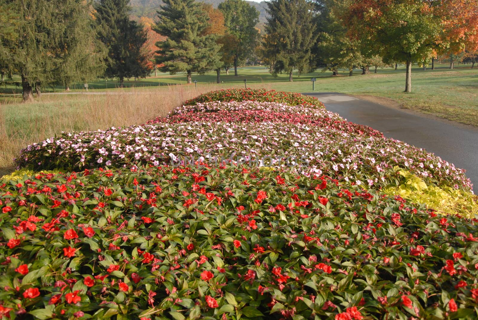 A variety of fall flowers in full bloom.