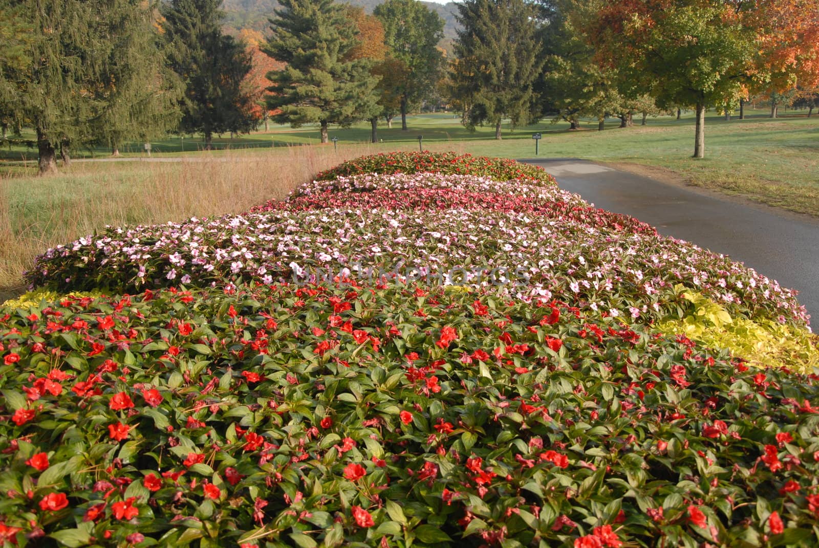 Fall Flowers by northwoodsphoto