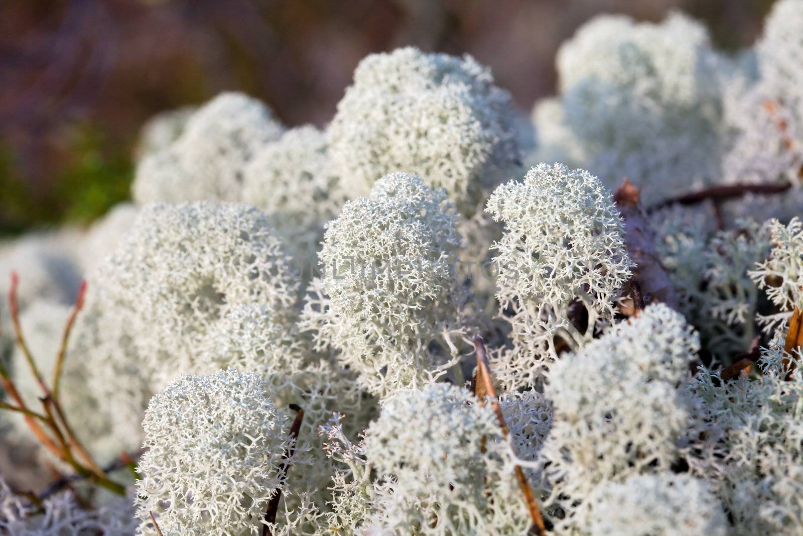 Reindeer lichen under natural conditions. Autumn