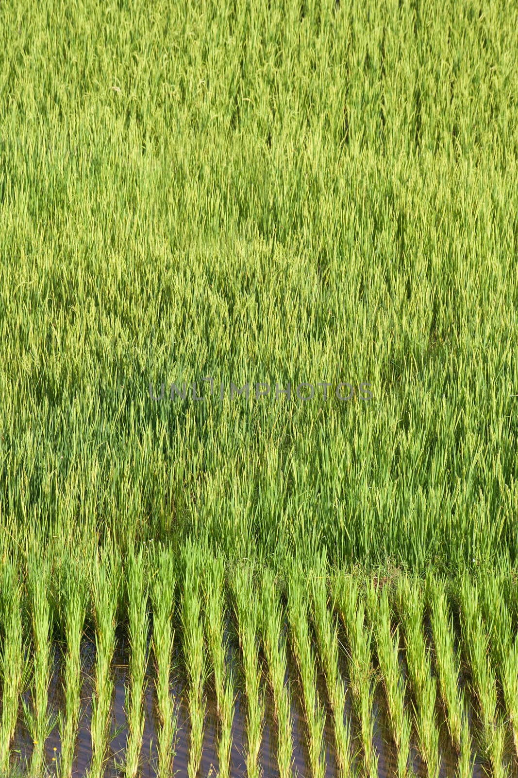 Green paddy field in Madagascar