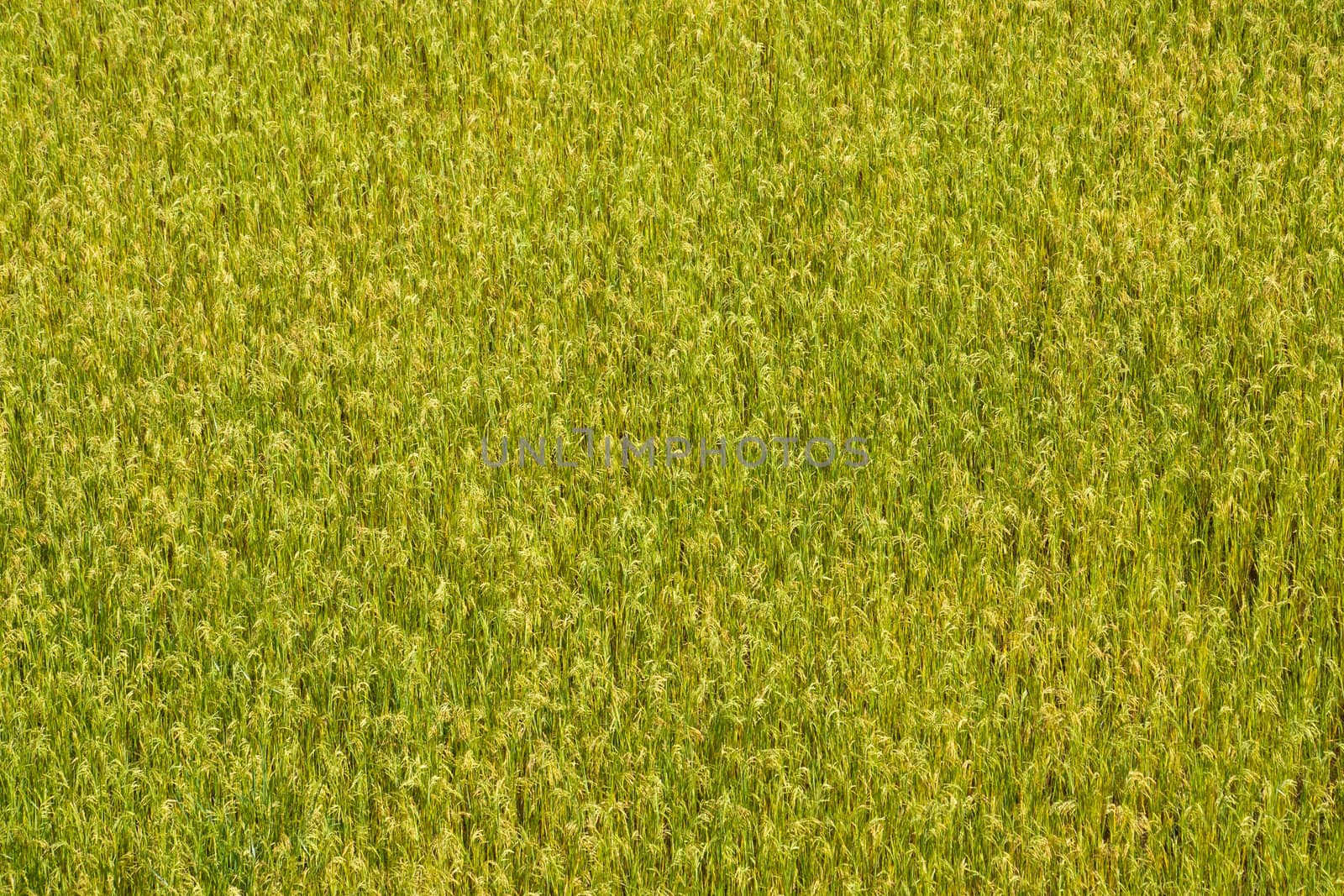 Green paddy field background in Madagascar