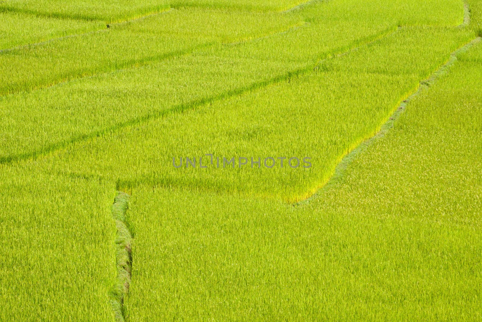 Green paddy field background in Madagascar