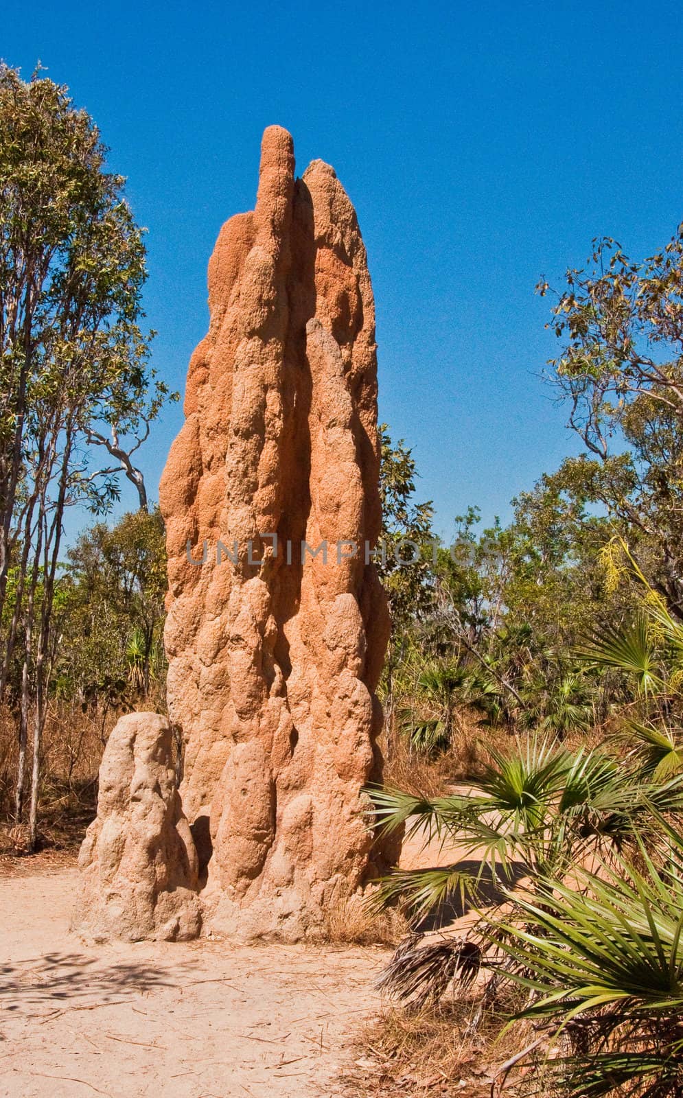 termite mounds by edella