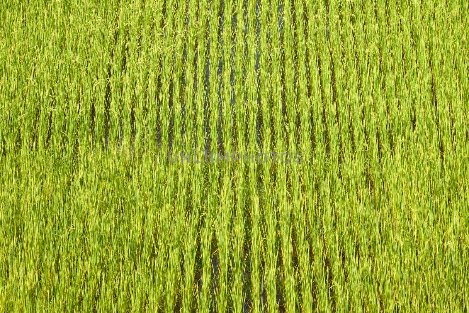 Green paddy field background in Madagascar