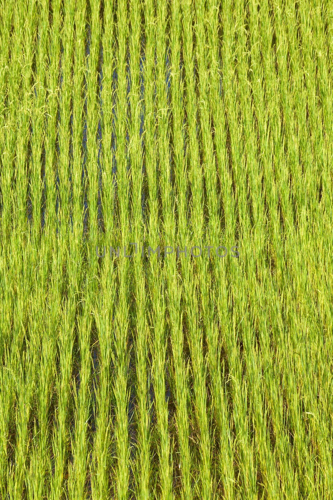 Green paddy field background in Madagascar