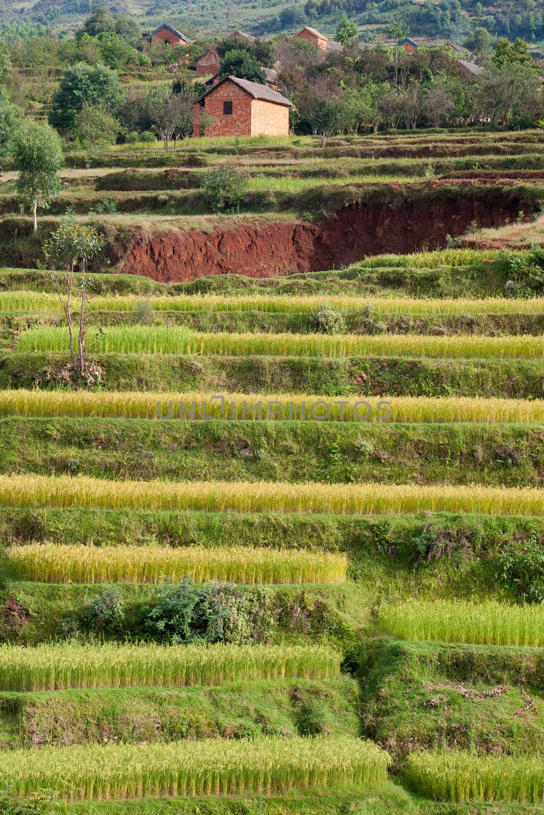 Rice field terraces with traditional village in Madagascar