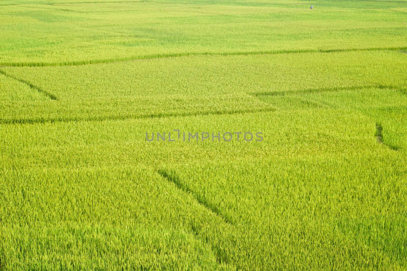 Green paddy field in Madagascar